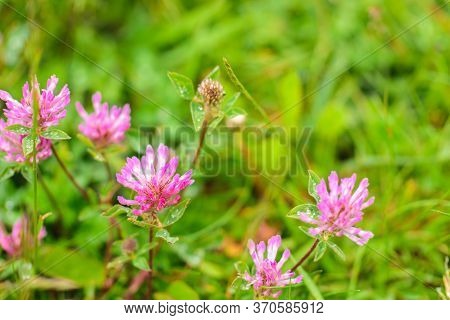 Pink Clover Flowers Close-up Ha Green Grass Background.