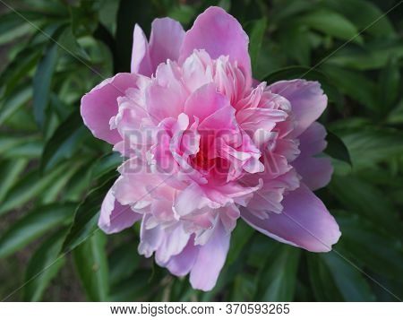 Pink Peonies In The Garden. Pink Peony Macro Photo. Burgundy Peony Flower. Closeup Of Pink Peonies I