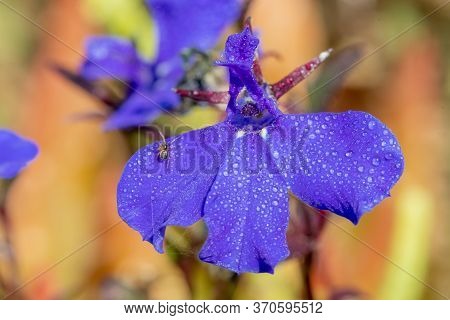 Macro Shot Of Edging Lobelia (lobelia Erinus) Flowers Covered In Water Droplets