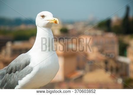 Seagull In The City. Closeup Of Big White Headed Albatross Onleft Side With View From Roman Forums I