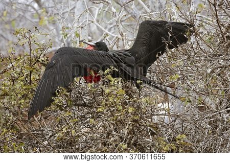Frigatebird Male In Full Plummage Sitting On Nest On Galapagos Island.