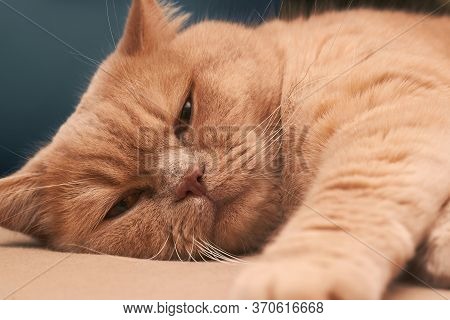 The Cat Lies And Looks Contemptuously On A Cappuccino Sofa. Close Up
