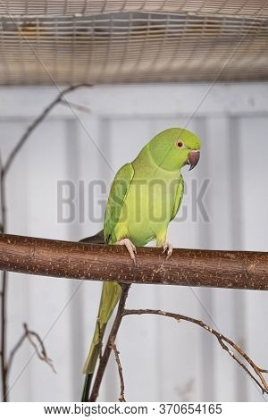Green Parakeet, Red Beak, Sits On A Branch. Selective Focus