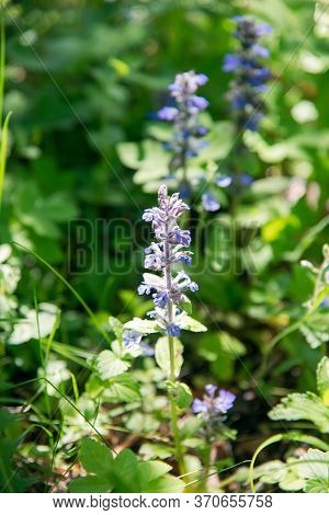 Blue Ajuga Reptans Flower In The Forest