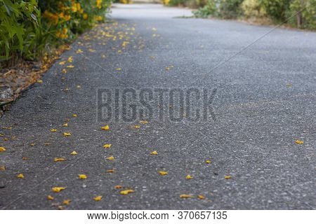 Yellow Elder, Trumpetbush, Trumpetflower Falling On A Tarmac Asphalt Road In The Countryside.