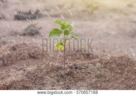 Watering A Tree In The Evening, Planting Trees Help Slow Down The Occurrence Of Global Warming.