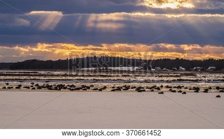 A Large Group Of Canadian Geese Sleeping On The Ice Snow Field In The Sunset Cloudy Day Winter, Bost