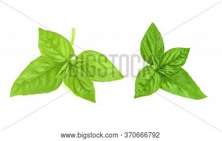 Fresh Green Basil Leaves Isolated On White Background, Top View. Basilic Isolated