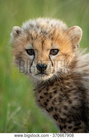 Close-up Of Cheetah Cub Standing Watching Camera