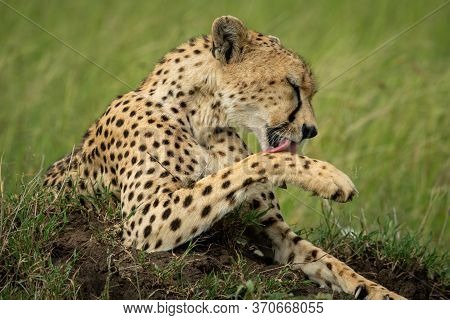 Close-up Of Cheetah Licking Paw On Mound