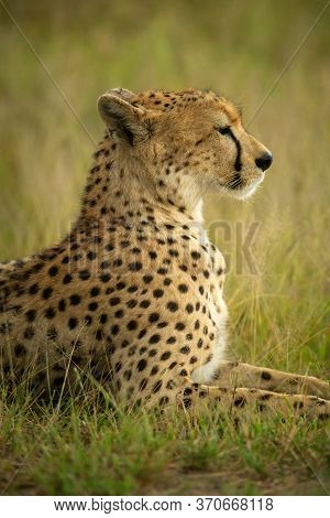 Close-up Of Cheetah Lying In Short Grass