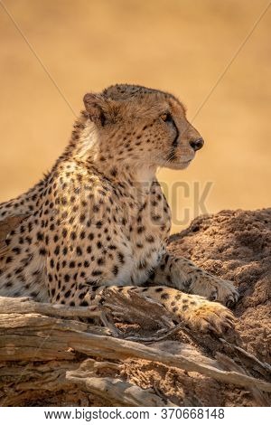 Close-up Of Cheetah Lying On Termite Mound