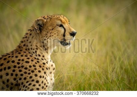 Close-up Of Cheetah Sitting In Grass Staring