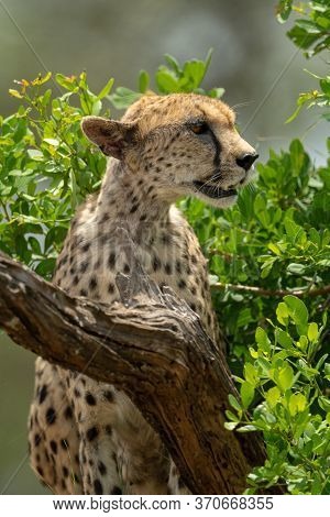 Close-up Of Female Cheetah Sitting Behind Branch