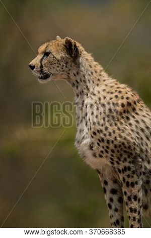 Close-up Of Female Cheetah Sitting Facing Left