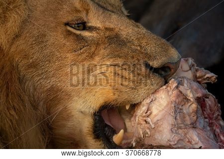 Close-up Of Male Lion Chewing Animal Carcase