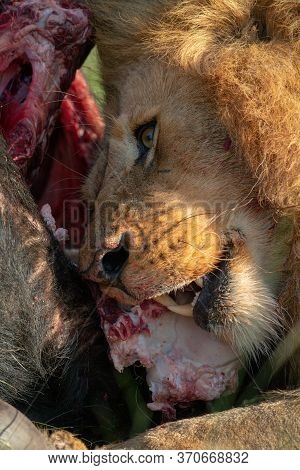 Close-up Of Male Lion Gnawing At Carcase