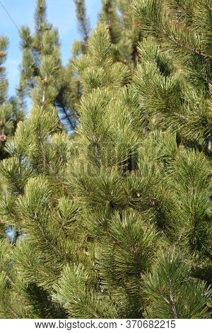 Bosnian Pine - Latin Name - Pinus Heldreichii Var. Leucodermis