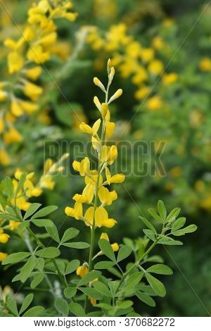 Easter Broom Flowers - Latin Name - Genista X Spachiana