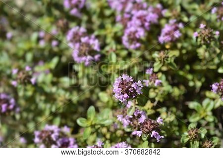Larger Wild Thyme Flowers - Latin Name - Thymus Pulegioides