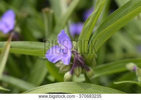 Spiderwort Coelestis - Latin Name - Tradescantia Virginiana Coelestis