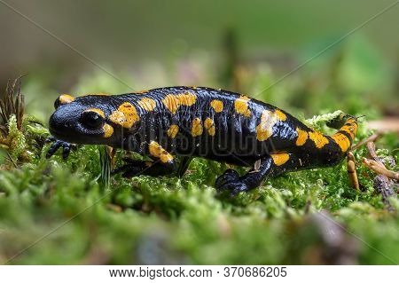 Gorgeous Fire Salamander, Salamandra Salamandra, Spotted Amphibian On The Grey Stone With Green Moss