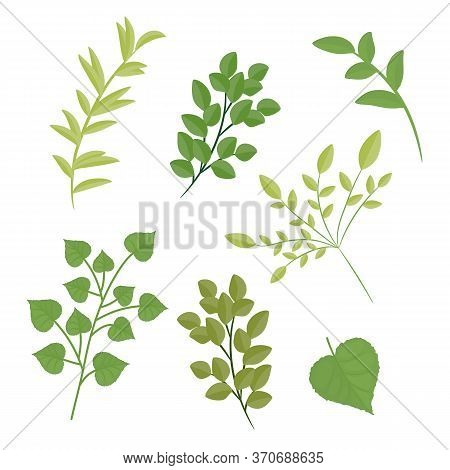 Design Elements Set Collection Of Green Leaves. Vector Illustration.