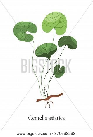 Gotu Kola Centella Asiatica Vector Flat Illustration. Colorful Plant Medical Herb Isolated On White 