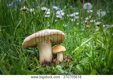 Edible Mushroom Calocybe Gambosa Commonly Known As St. Georges Mushroom - Czech Republic, Europe