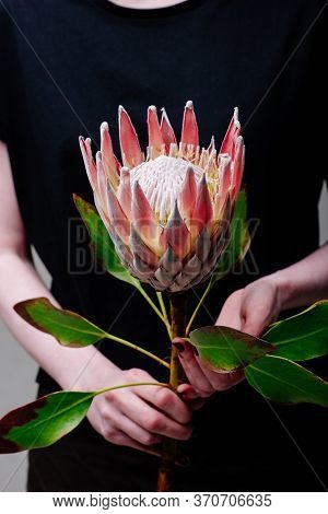 Protea In The Hands Of A Woman Florist.