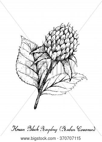 Berry Fruits, Illustration Of Hand Drawn Sketch Delicious Fresh Korean Black Raspberries Or Rubus Co