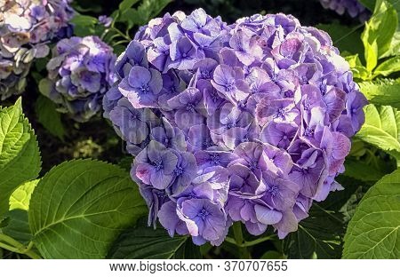 Hydrangea Macrophylla Known As Bigleaf, French Or Mophead Hydrangea, Penny Mac And Hortensia
