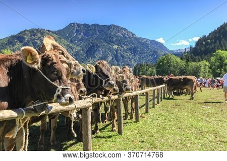 Bad Hindelang, Bavaria, Germany - September 10 2011: Adorned Cattle And Mountain Farmers At The Trad