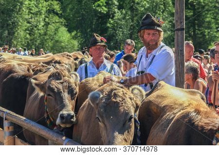 Bad Hindelang, Bavaria, Germany - September 10 2011: Adorned Cattle And Mountain Farmers At The Trad