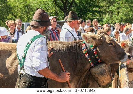 Bad Hindelang, Bavaria, Germany - September 10 2011: Adorned Cattle And Mountain Farmers At The Trad