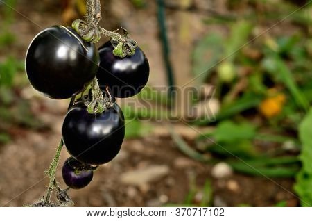 Black, Blue Or Purple Tomatoes Also Known As Indigo Rose And Sunblack. Close-up.