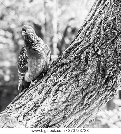 Adult Dove On Tree Trunk At Day In Black And White