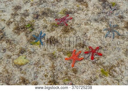 Beautiful Orange, Red And Blue Starfish At Low Tide