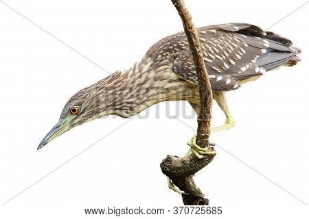 The Black-crowned Night Heron (nycticorax Nycticorax), Commonly Night Heron, Young Birds On The Bran