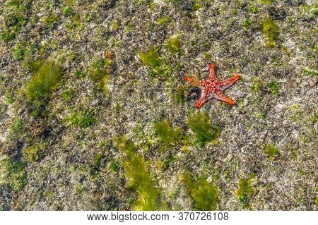 Colorful African Red-knobbed Sea Star At Low Tide