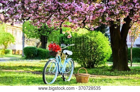 Nature Cycling Tour. Retro Bicycle With Picnic Basket. Bike Rental Shops Primarily Serve Typically T