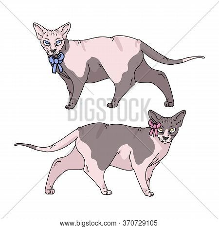 Cute Cartoon Sphynx Cat Boy And Girl Vector Clipart. Pedigree Exotic Kitty Breed For Cat Lovers. Pur