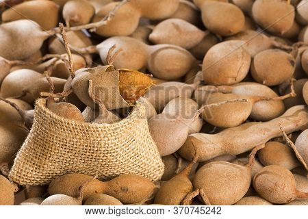 Tamarind Tropical Fruit - Tamarindus Indica. Text Space