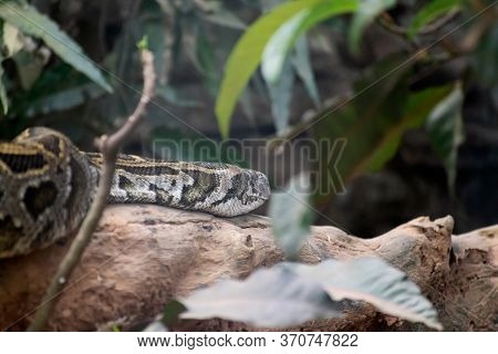 Indian Python Bird Indian Python On Image & Photo (Free Trial) | Bigstock