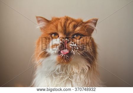 A Fluffy Ginger Cat Licks Sour Cream From Its Face. Milk Tendrils. Funny Red Cat Licks Its Lips.