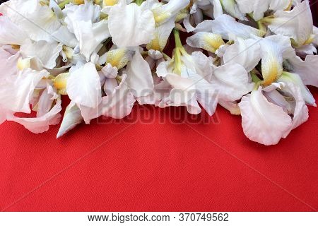 White Irises On A Red Background. Frame Of Fresh Blue And White Flowers Isolated On A Red Background