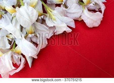 White Irises On A Red Background. Frame Of Fresh Blue And White Flowers Isolated On A Red Background