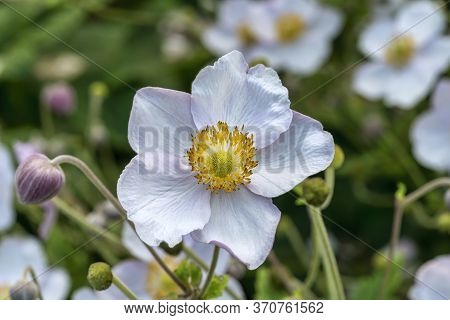 Anemone Rivularis A White Blue Herbaceous Perennial Summer Autumn Flower Plant Commonly Known As Riv