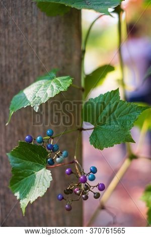 Ampelopsis Glandulosa Leaves And Colored Berries Close Up.