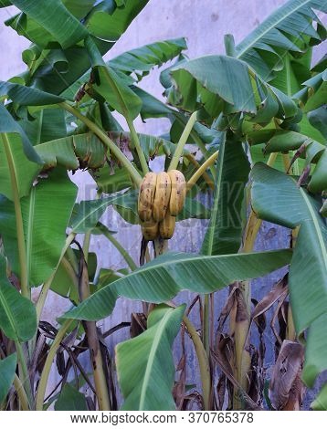 Bunch Of Bananas Hanging On The Banana Tree.